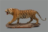 藏品(老虎)的圖片